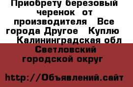 Приобрету березовый черенок  от производителя - Все города Другое » Куплю   . Калининградская обл.,Светловский городской округ 